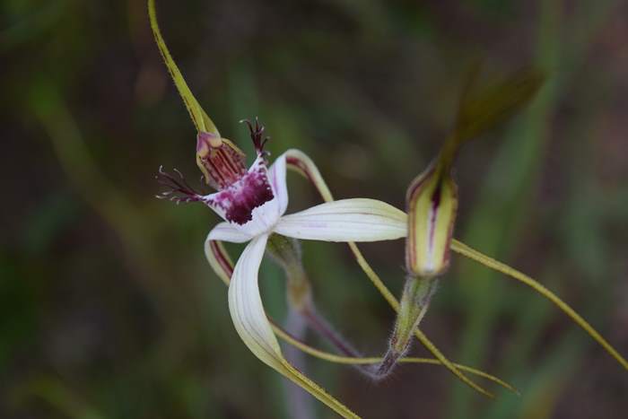 Caladenia - Orchid-spider-0052.JPG